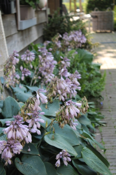 tuin betonklinkers oprit zwembad tuin